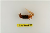 藏品(乳白南方招潮蟹)的圖片